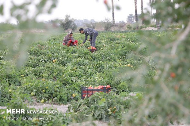 مشکلات کشاورزان بوشهری تکرار می شود/ گوجه فرنگی در خانه رشد می کند