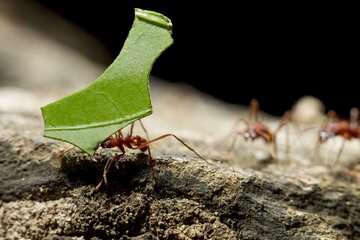 leafcutter-ants.jpg