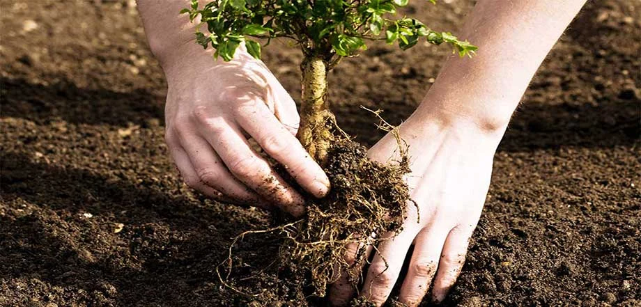 برای کاشت نهال چه باید کرد